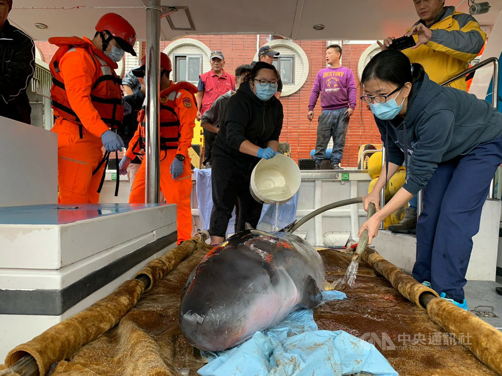 新北市萬里區沙灘27日發現一隻鯨豚擱淺,經獸醫師初步判斷為小抹香鯨科,身上雖有2處鯊魚咬傷痕跡,但狀況良好,上午11時許從基隆市碧砂漁港送出海野放。(基隆市政府提供)中央社記者王朝鈺傳真 109年11月27日