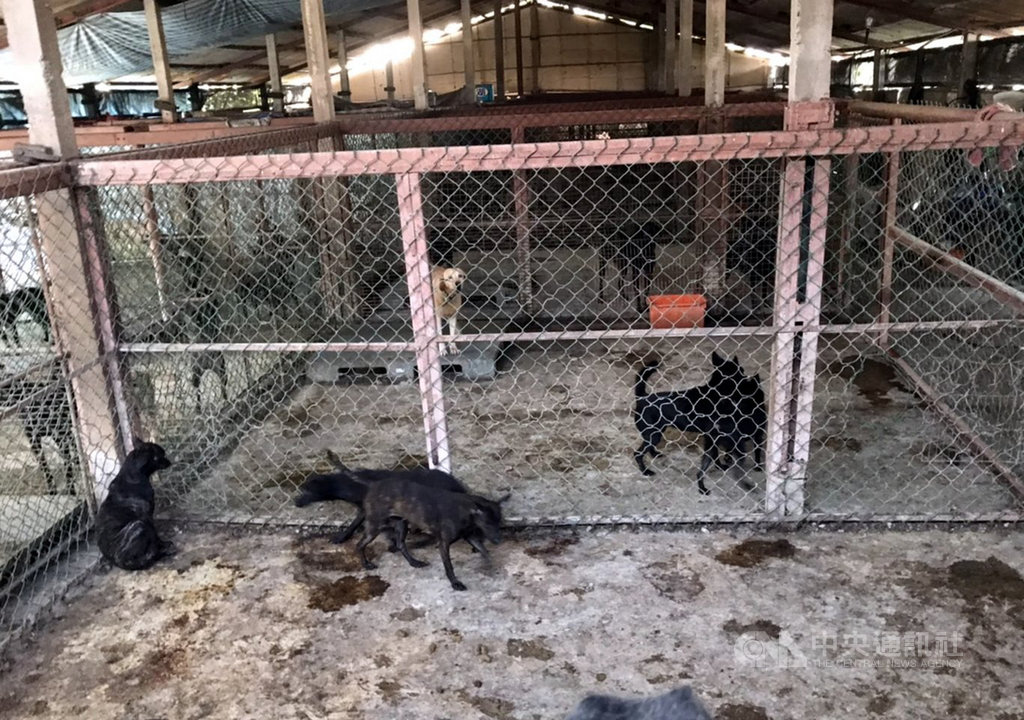 嘉義縣新港鄉某狗場日前發生犬隻死亡並遭其他犬隻啃咬事件,飼主遭嘉義縣家畜疾病防治所依動保法函送,,之後又因狗場飼養環境不佳,且有犬隻未依規定絕育及未完成寵物登記等遭罰新台幣8萬9000元。(嘉義縣家畜所提供)中央社記者黃國芳傳真 109年11月27日