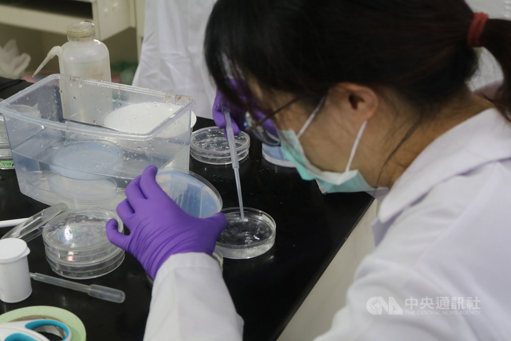 陽明大學研究團隊成功從病患血液中,透過誘導性多功能幹細胞,在人體外培養出3D立體的肺臟類組織,並移植到斑馬魚,未來將可應用於遺傳性疾病藥物研發。圖為研究團隊正在吸取斑馬魚胚胎。(陽明大學提供)中央社記者陳至中台北傳真 109年11月27日