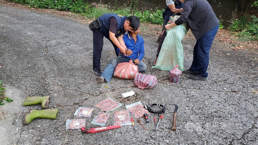 住在花蓮的陳姓男子從花蓮富里進入山區往台東方向前進,在林務局台東林管處管轄的林班地內盜取牛樟菇,只帶簡單鍋具,沒有帳篷和厚衣物,26日下山時被埋伏的台東林管處和保七總隊台東分隊人員逮捕。(台東林管處提供)中央社記者盧太城台東傳真 109年11月27日