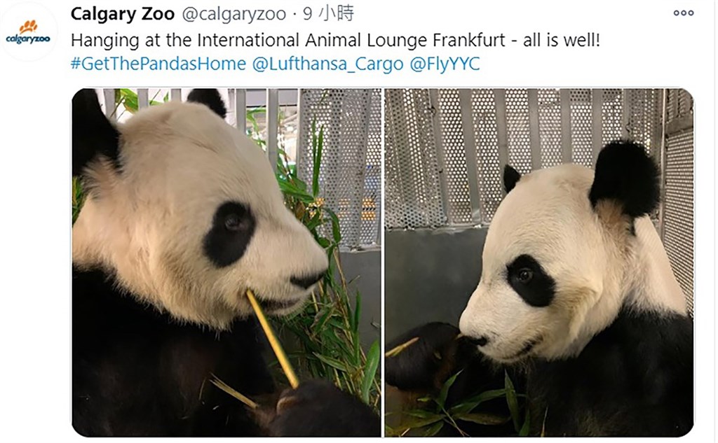 由於疫情難以供應竹子,加拿大卡加立動物園(Calgary Zoo)27日提前將一對貓熊送上飛機返回中國。圖為「大毛」和「二順」在空運籠子內大啖竹子。(取自卡加立動物園官方推特)中央社 109年11月28日