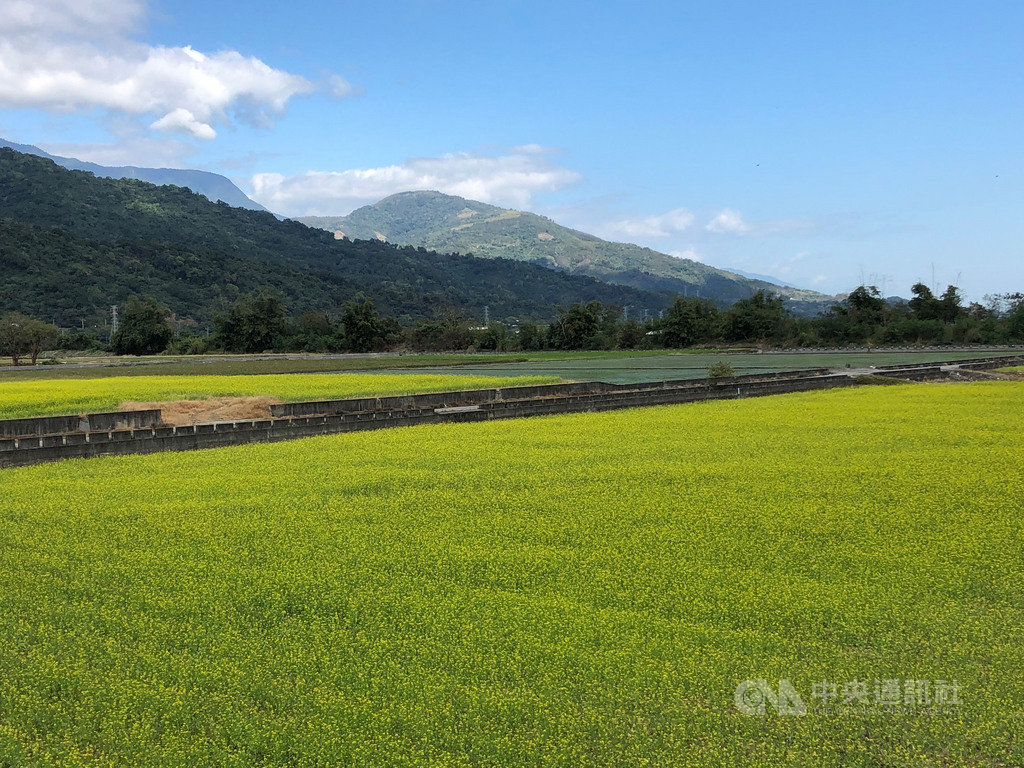花東縱谷為東部主要稻米栽培區,每年12月到次年1、2 月冬季休耕期間,可見油菜花田美景,今年農糧署提供免費油菜花種子40公噸,供農友領取撒播,播種面積達6600公頃,充裕冬季蜜源,營造花海景觀。(農糧署東區分署提供)中央社記者李先鳳傳真 109年11月29日