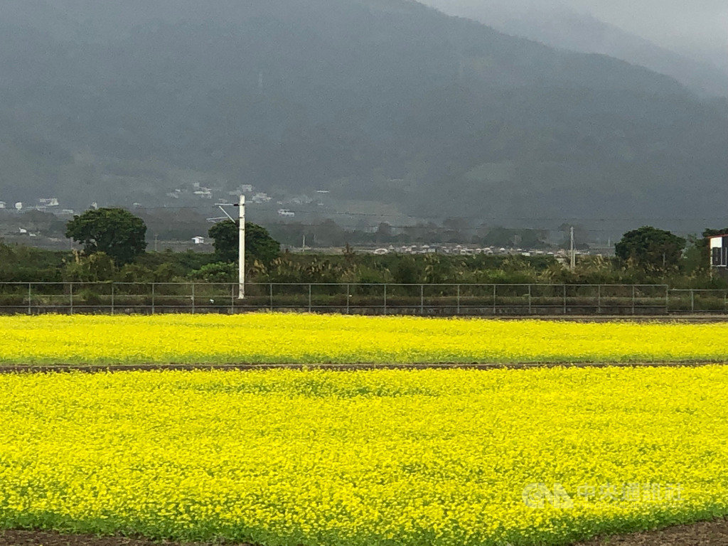 每年12月到次年1、2月冬季休耕期間,花東縱谷都可以看到油菜花田美景,農糧署東區分署說明,油菜及向日葵等綠肥作物除維護農田地力之外,也是極佳的蜜源植物,今年也提供免費油菜花種子40公噸供農友領取撒播。(農糧署東區分署提供)中央社記者李先鳳傳真 109年11月29日