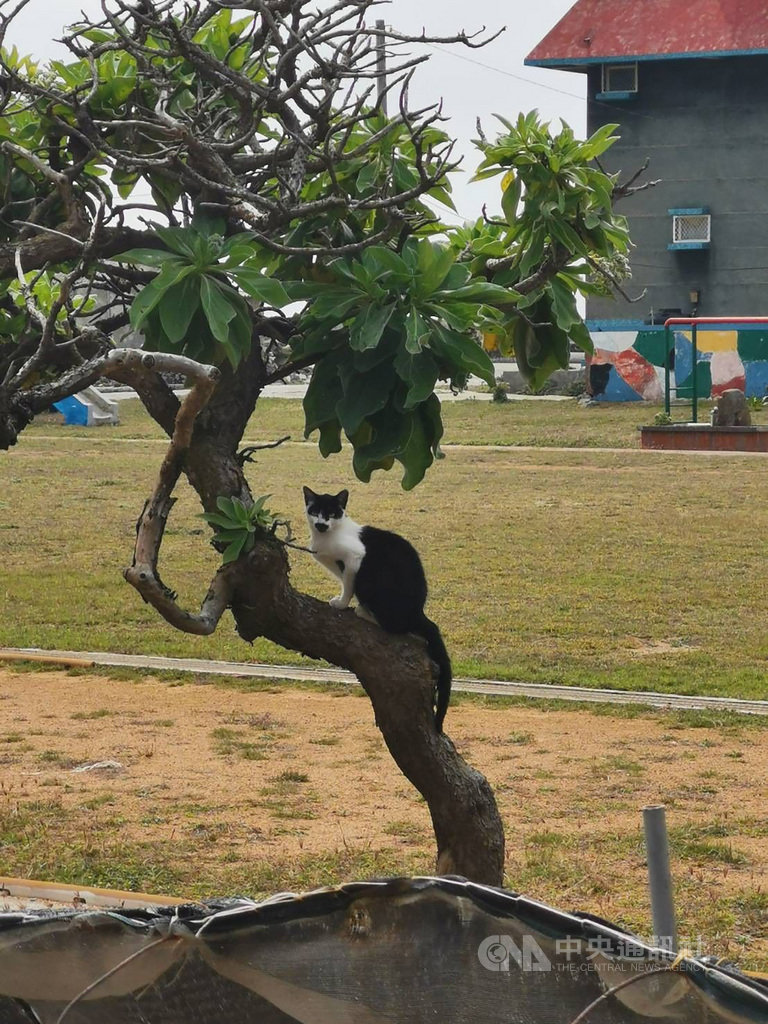 澎湖馬公虎井嶼島上貓咪比長住人口還多,已然成為自助旅行者新寵。澎湖縣政府也著手規劃,將以「貓島」主題,進一步推動虎井觀光。中央社 109年11月30日