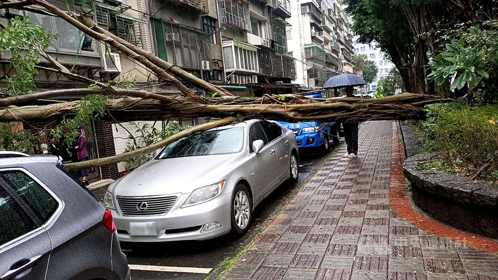 台北市警消1日下午4時許獲報,指信義區莊敬路239巷內公園有路樹倒塌,兩輛停放路旁的汽車車頂遭壓損,同時路樹還橫跨馬路倒向對面民宅,波及1、2樓陽台的鐵皮雨遮,所幸未釀傷亡,事發原因仍待釐清。(翻攝照片)中央社記者黃麗芸傳真 109年12月1日