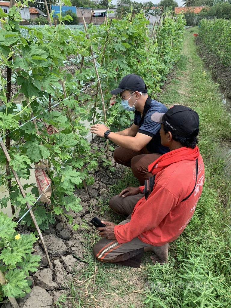 國合會技術團近年在印尼西爪哇卡拉旺推動農業綜合示範區,培訓農民成功種植高附加價值的園藝農作物,提高收入約20%。圖為國合會技師邱建翔(左)向農民解說苦瓜栽培。(駐印尼代表處提供)中央社記者石秀娟雅加達傳真 109年12月1日