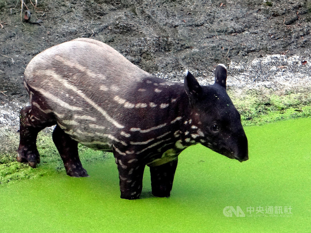 台北市立動物園2日表示,3個月大的馬來貘寶寶「貘豆」身體花紋開始有了變化,逐漸轉變為成年的黑白花色。(台北市立動物園提供)中央社記者陳昱婷傳真 109年12月2日