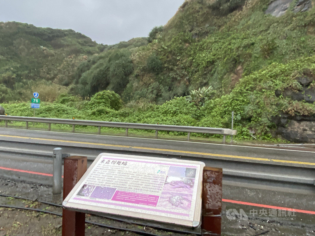 台2線75K(海濱隧道)瑞芳海邊的蝙蝠洞,每年5到9月有數十萬隻東亞摺翅蝠飛到這裡繁殖,這裡也是少數只有雌蝙蝠的繁殖洞穴,成為民眾觀賞蝙蝠的景點之一。中央社記者余曉涵攝 109年12月3日