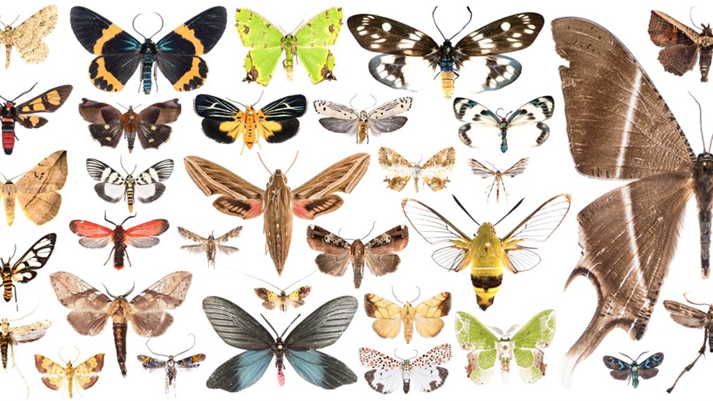 59個新記錄種8個新種墾丁蛾口普查多樣性豐富 生活 重點新聞 中央社cna