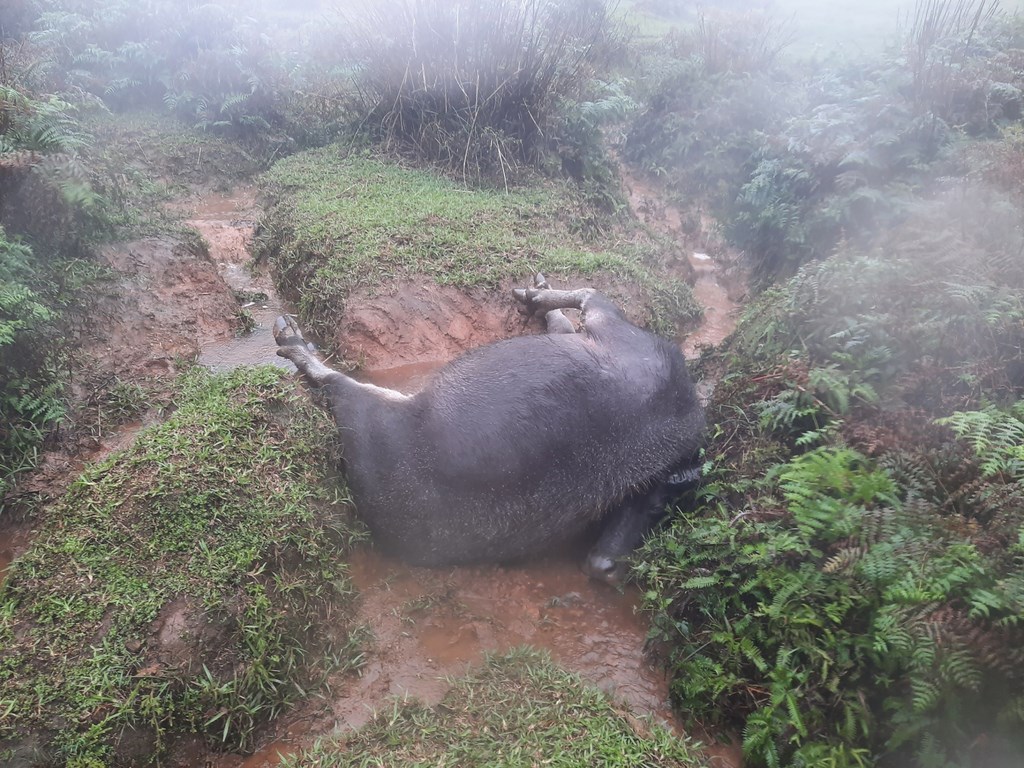 Outsiders questioned whether the death of the Qingtiangang buffalo was related to the placement of fences that affected foraging.  The Construction Department clarified that there was still a lot of fodder in the stomach of the stuffed cattle, and the place of death was scattered, not only in the fence, the cause of death was nutritional imbalance, not hunger.  (Provided by Yangguan office)