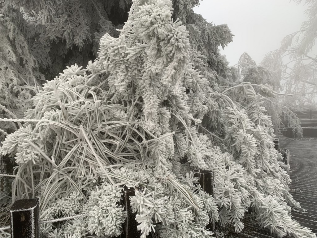 寒流來襲,宜蘭太平山國家森林遊樂區雖未降雪,但園區山林到處結滿霧淞,成一片銀白世界。(羅東林管處提供)中央社記者王朝鈺傳真 109年12月31日