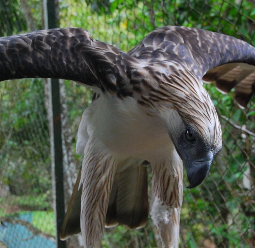 保育象徵首隻人工繁殖菲律賓鷹病逝 國際 中央社cna