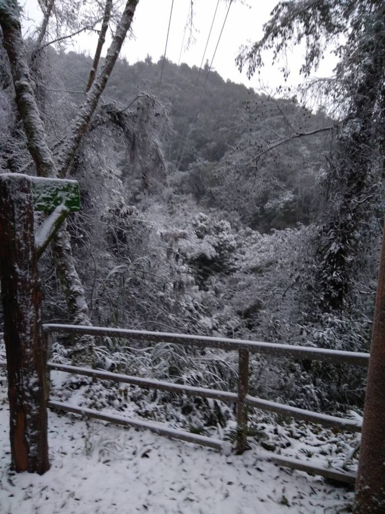 拉拉山巨木區8日凌晨一度降雪,上午道路和樹木有白色雪霜覆蓋。(翻攝照片)中央社記者葉臻傳真 110年1月8日