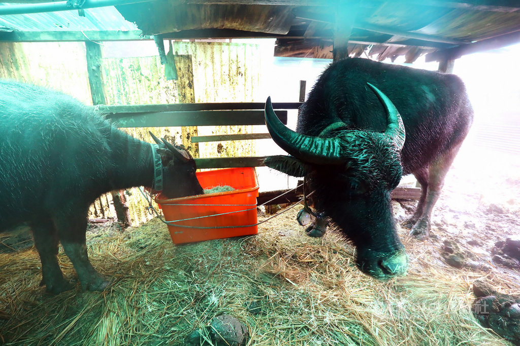 陽明山國家公園管理處目前有2頭水牛較常駐在牛棚,牛棚可以協助牠們弄乾身體、保持體溫,而牛最初不知道草料可以食用,是後來才慢慢接受。中央社記者林育瑄台北攝 110年1月10日