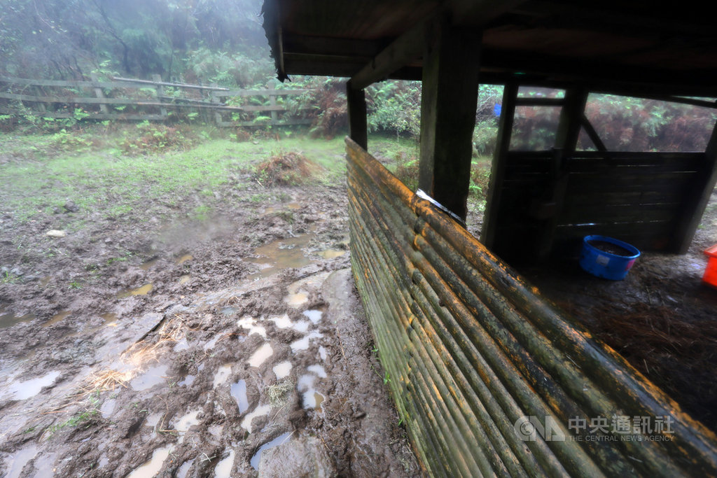 連日降雨使得山上道路行走艱難,牛棚旁的土地更是泥濘,只能行走於架在泥巴上的細木板,稍有不慎、甚至會整隻鞋子沒入土裡難以拔出。中央社記者林育瑄台北攝 110年1月10日