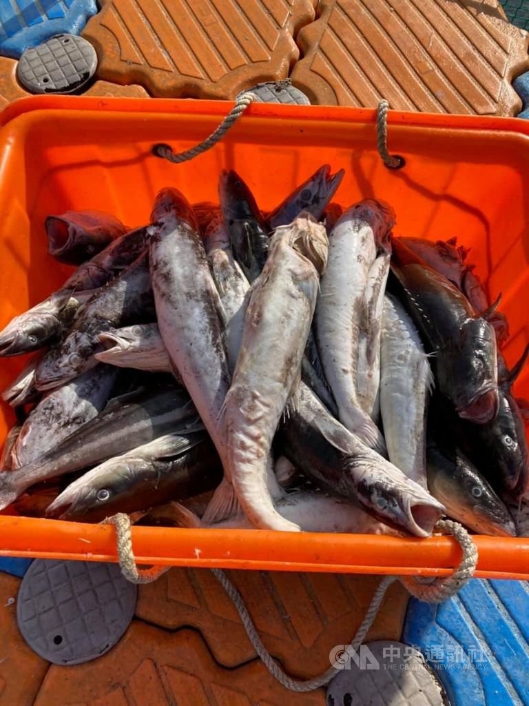 澎湖海域及箱網養殖魚凍死寒害浮現 地方 中央社cna