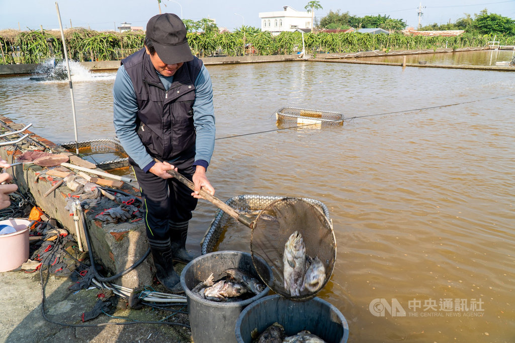 宜蘭縣海洋及漁業發展所12日表示,宜蘭縣養殖石斑類魚種面積約14公頃,其中壯圍鄉占11公頃;根據壯圍鄉公所彙報,近日受寒流影響,壯圍鄉已傳出龍虎斑受寒害災損面積達4.8公頃,約7500公斤龍虎斑凍死,粗估約1萬2000尾。(宜蘭縣政府提供)中央社記者沈如峰宜蘭縣傳真 110年1月12日