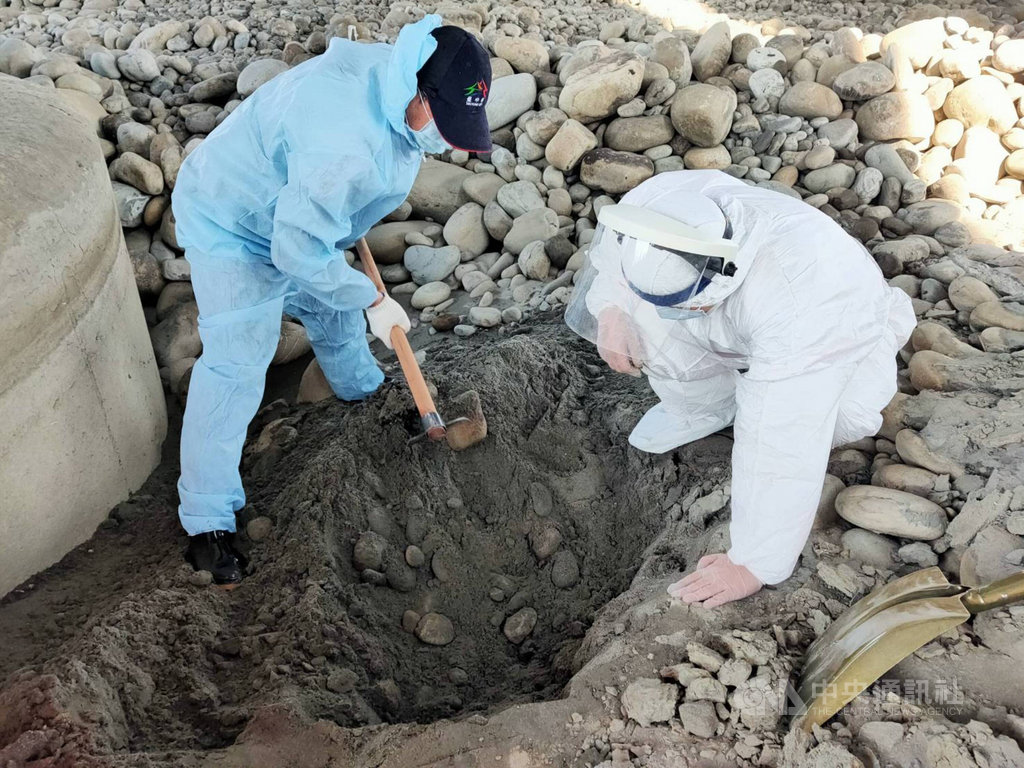 海巡署中部分署第三岸巡隊12日獲報指出,西濱快速道路橋墩下的大安溪河床有一具豬屍,研判豬隻死亡3日,排除感染非洲豬瘟可能,後續由現場人員實施消毒作業並將豬屍就地焚燒掩埋。(海巡署提供)中央社記者趙麗妍傳真 110年1月13日