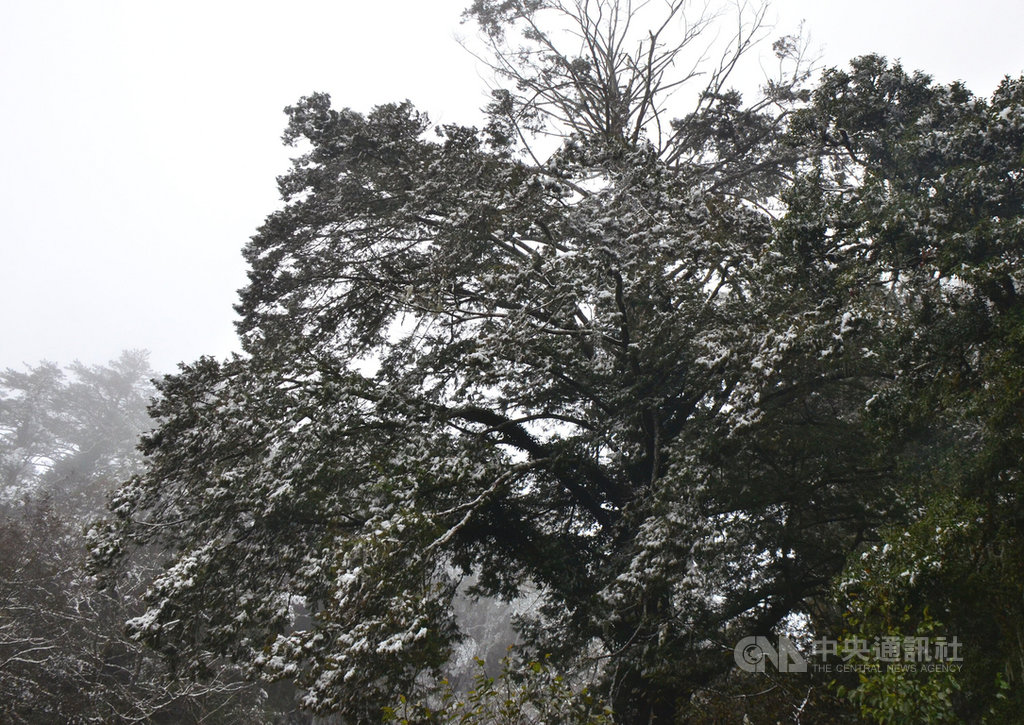 連續3波寒流,台東南橫公路向陽地區從8日開始飄雪,積雪未退,13日上午太陽出來才逐漸融化。中央社記者盧太城台東攝 110年1月13日