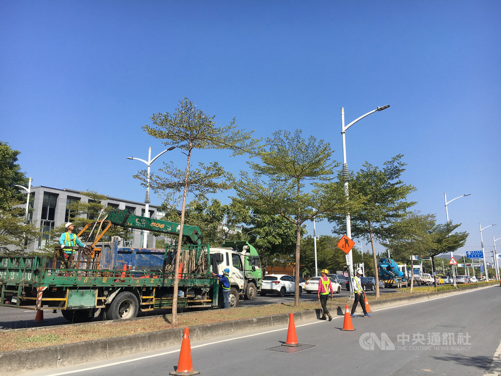 高雄市政府養工處辦理翠華路段小葉欖仁移植及改種茄冬樹工程,卻引發護樹團體批評籲勿當毀樹殺手。工務局強調換植是基於負責任態度,將不適合的行道樹更換,以維護市民生命財產及市容景觀。(台灣森林城市協會提供)中央社記者王淑芬傳真 110年1月14日