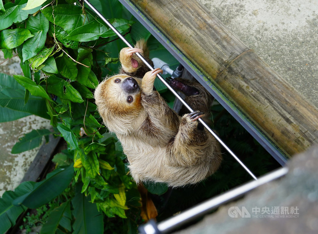 台北市立動物園的二趾樹獺住在穿山甲館,近來有遊客目睹其中一隻翻到步道上,笑稱是「翹家」。園方表示,「葉黃」個性活潑,爬到圍欄也算是正常活動範圍,「牠平常就會自由移動到牠想待的地方 」。(台北市立動物園提供)中央社記者陳怡璇傳真 110年1月14日
