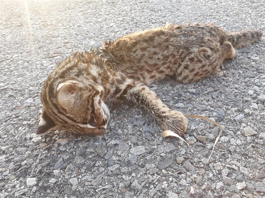 有民眾14日在苗栗縣通霄鎮一處產業道路發現1隻疑似石虎遺體,將照片貼上臉書公開社團求助;縣府農業處獲報後到場處理,證實是110年首起石虎死亡通報案例。(翻攝臉書公開社團「苗栗大小事」)中央社記者管瑞平傳真 110年1月14日