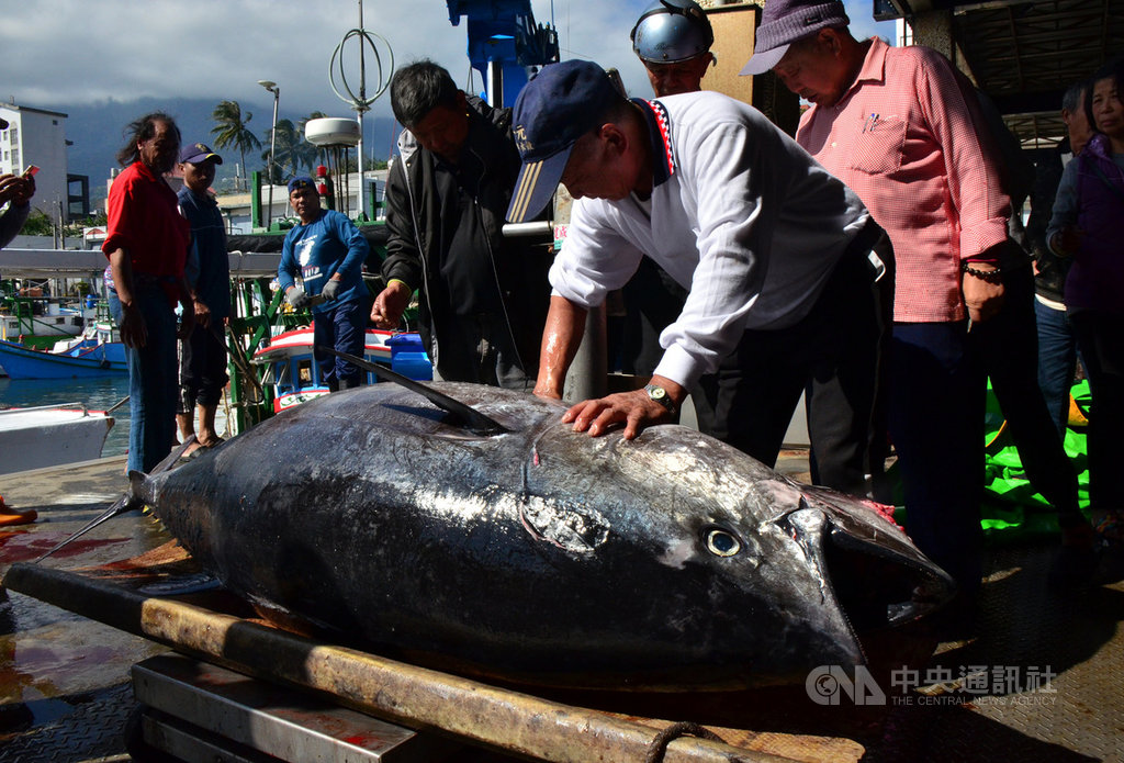 台東縣新港籍漁船「漁得順號」捕獲今年第一尾黑鮪魚,船長林賢得(前右白衣者)在拍賣前細心整理清洗,保持品質。中央社記者盧太城台東攝 110年1月16日