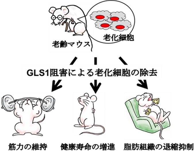 日本研究團隊發表一項研究結果,宣布成功透過消滅「老化細胞」,此細胞被認為是隨著年紀增長出現體衰或疾病等原因之一。(圖取自東京大學醫科學研究所網頁www.ims.u-tokyo.ac.jp)
