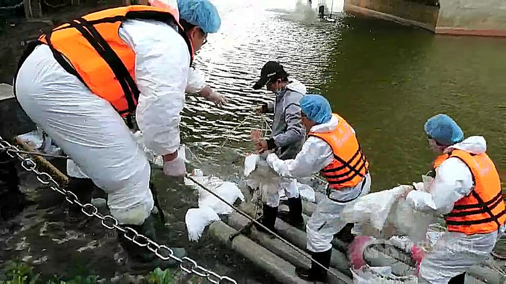 國立中正大學的黑天鵝被檢驗出H5N5高病原性禽流感,嘉義縣家畜疾病防治所15日起展開撲殺,防疫人員準備竹筏、漁網等物品,在湖面與鵝、鴨展開追逐戰。(翻攝畫面)中央社記者姜宜菁傳真 110年1月17日