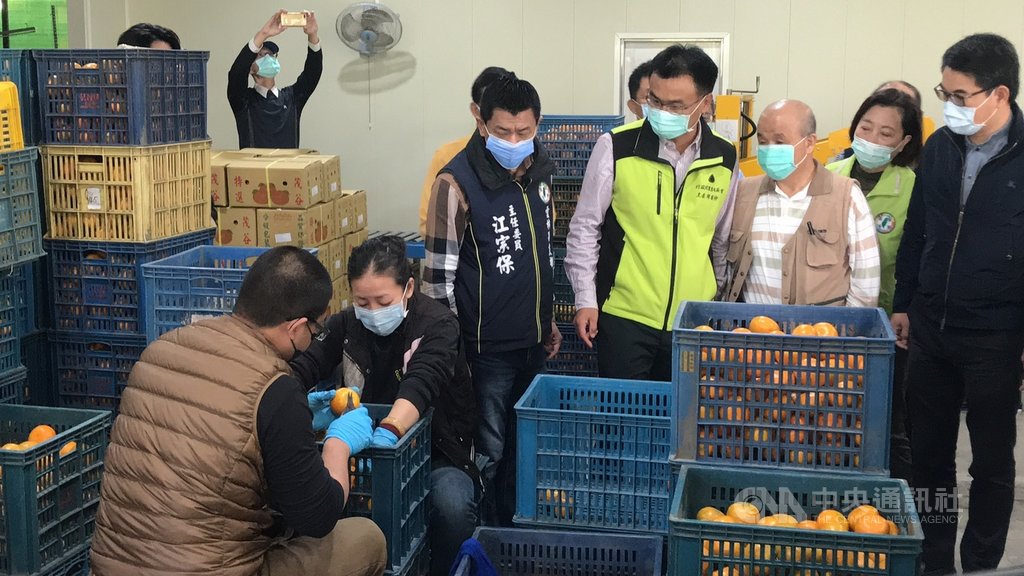 雲林縣斗六市嘉東合作農場17日有22公噸茂谷柑將裝櫃外銷加拿大,農委會主委陳吉仲(右4)在民進黨籍立委劉建國(右1)陪同下到合作農場,了解茂谷柑分級、裝箱等作業流程。中央社記者姜宜菁攝 110年1月17日