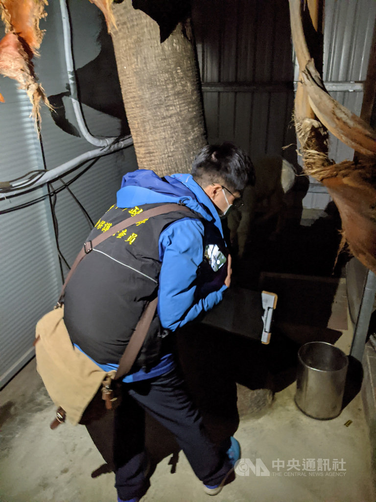 台中市一家夜店近日疑安排羊駝入場,台中市動保處16日晚間前往稽查,發現羊駝有飲水不潔等狀況,後續將函請飼主到案說明。(民眾提供)中央社記者蘇木春傳真 110年1月17日