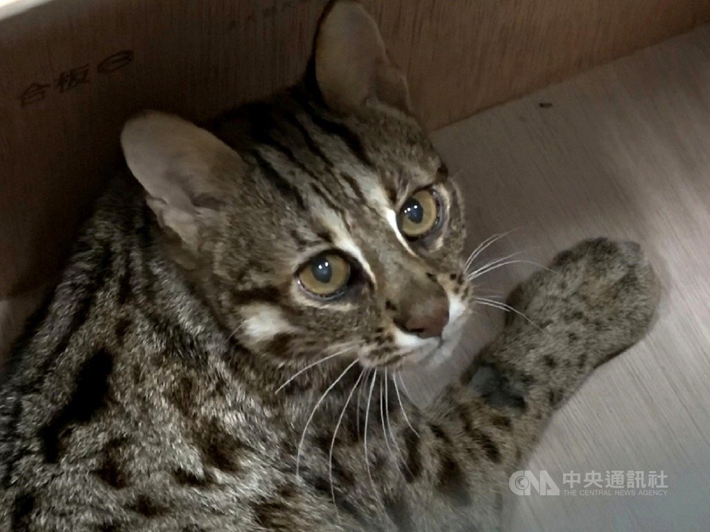 台北市立動物園石虎「飛飛」日前脫逃17天,園方18日表示,經過近6週休養,飛飛恢復良好,體重比翹家前胖約3%,重3.06公斤。(台北市立動物園提供)中央社記者陳昱婷傳真 110年1月18日
