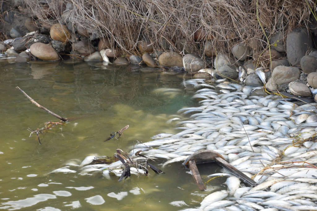 彰化縣農業處統計,縣內虱目魚因寒流大量死亡,多分布在福興、芳苑鄉,災損金額初估有新台幣428萬多元。(彰化縣政府提供)中央社記者吳哲豪傳真 110年1月18日