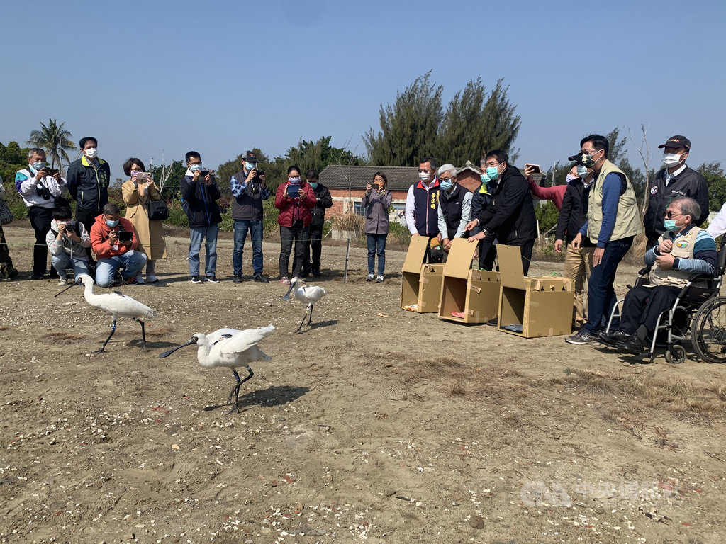 台江國家公園管理處志工去年12月14日在台南市安南區一處魚塭發現一隻黑面琵鷺中毒,經送醫施打抗血清藥劑,已恢復行動力及覓食能力,並繫上T95腳環,19日與T97、T98一起野放。中央社記者張榮祥攝 110年1月19日