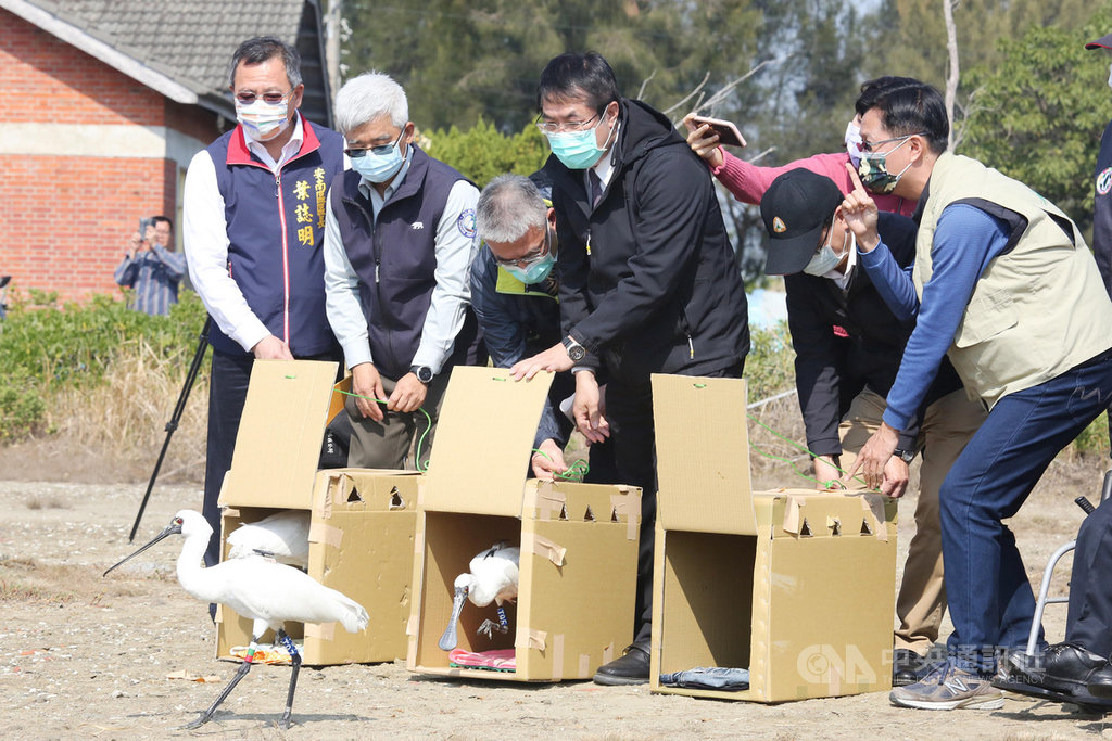 去年3隻在台南市安南區府安路7段附近魚塭發現的中毒黑面琵鷺,經悉心照料後已經恢復健康,獸醫師評估後於19日中午在四草野生動物保護區A2區進行野放,台南市長黃偉哲(前右3)也到場見證。(台南市政府提供)中央社記者張榮祥傳真 110年1月19日