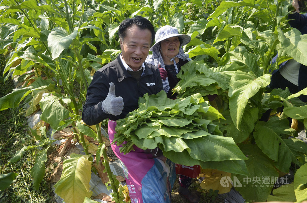 嘉義縣文化觀光局出版「檜木樓子菸草鄉–嘉義菸業百年影像紀實」一書,19日在中埔鄉的菸葉田中舉辦新書發表會,縣長翁章梁(前)並親自下場體驗採菸葉。中央社記者蔡智明攝 110年1月19日