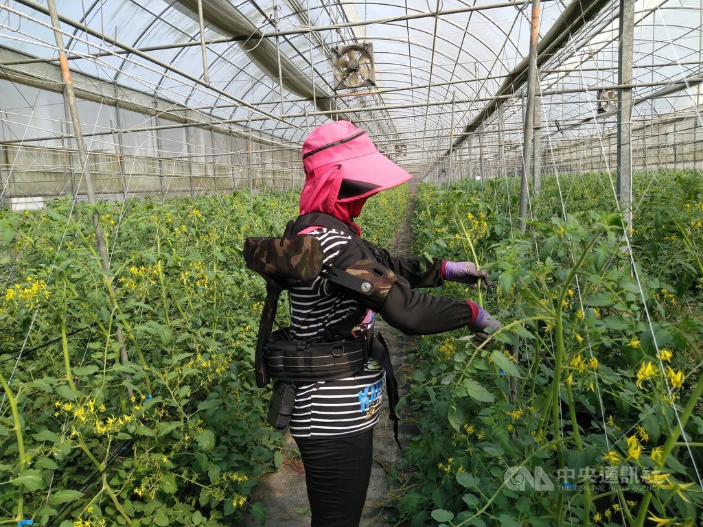 農業缺工問題在早已步入高齡社會的台灣更顯嚴峻,農委會原規劃引進2400名外勞到第一線紓解人力需求,但迄今僅約近294人入境從農,近期農委會研發全台首創可大幅減少疲勞的人體輔助機具,21日將實體展示。(農委會提供)中央社記者楊淑閔傳真 110年1月20日