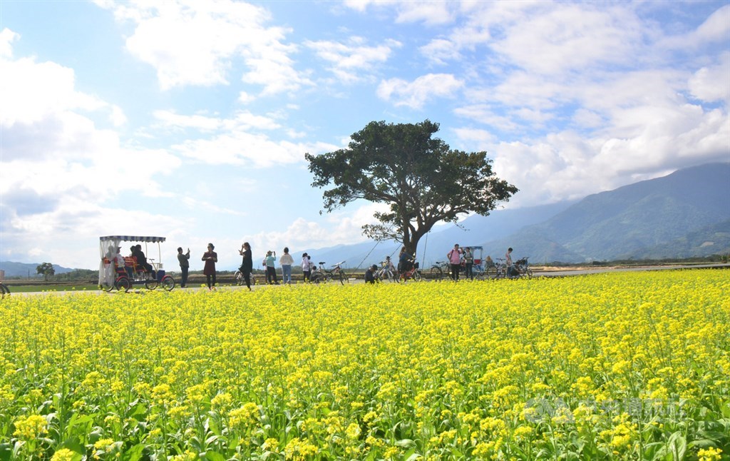 Booking.com最新統計,全球最好客目的地榜單中,台東在得獎數占住宿總數的比例多寡排名中,躍居全球首位。圖為知名地標金城武樹。(中央社檔案照片)