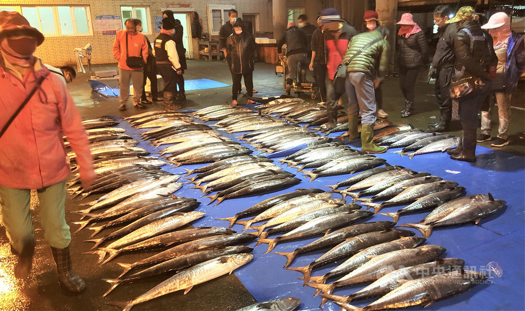 低溫減弱,海象趨穩,漁民紛紛把握好天氣出海作業,20日清晨陸續返港,每艘漁船都有斬獲,澎湖馬公第三漁港拍賣大量土魠魚,魚販爭相搶標。中央社 110年1月20日