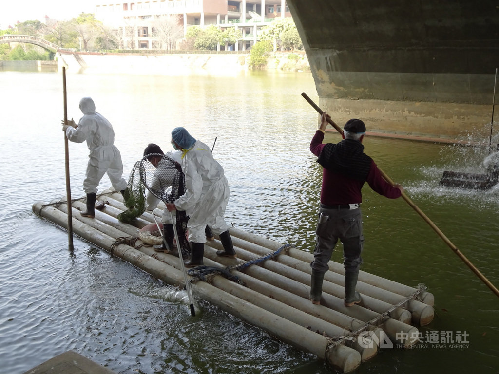 嘉義縣家畜疾病防治所21日表示,去年底中正大學寧靜湖8隻黑天鵝陸續死亡,校方8日主動通報送驗,檢出感染H5N5高病原性禽流感,15日防治所執行禽類撲殺工作,花費3天時間完成撲殺工作。(嘉義縣家畜疾病防治所提供)中央社記者蔡智明傳真 110年1月21日