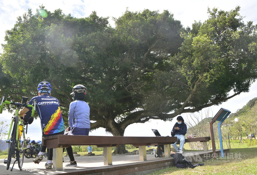新北市樹林河濱公園「沐心池」22日開放,池畔的百年榕樹成為新地標「新北金城武樹」,也是自行車騎士的休憩中繼點。中央社記者黃旭昇新北攝 110年1月22日