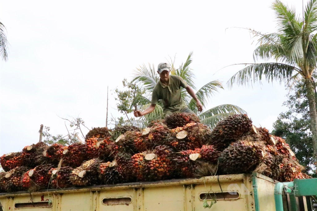 印尼是棕櫚樹生產大國，大片林地轉為棕櫚樹田，使得雨林遭受嚴重破壞。圖為工人整理棕櫚樹種子，110年1月7日攝於西爪哇省茂物縣。中央社記者石秀娟茂物攝　110年1月22日