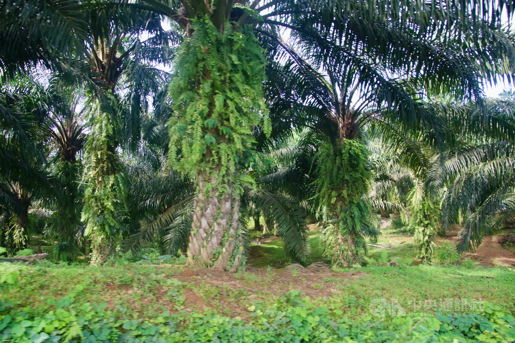 印尼的衛星資料顯示，婆羅洲南加里曼丹省的林地在10年內流失約32萬公頃，轉為棕櫚樹田或礦區，疑是造成1月嚴重水災的原因。圖為位於北蘇門答臘省的棕櫚樹田，攝於109年11月25日。中央社記者石秀娟棉蘭攝 110年1月22日