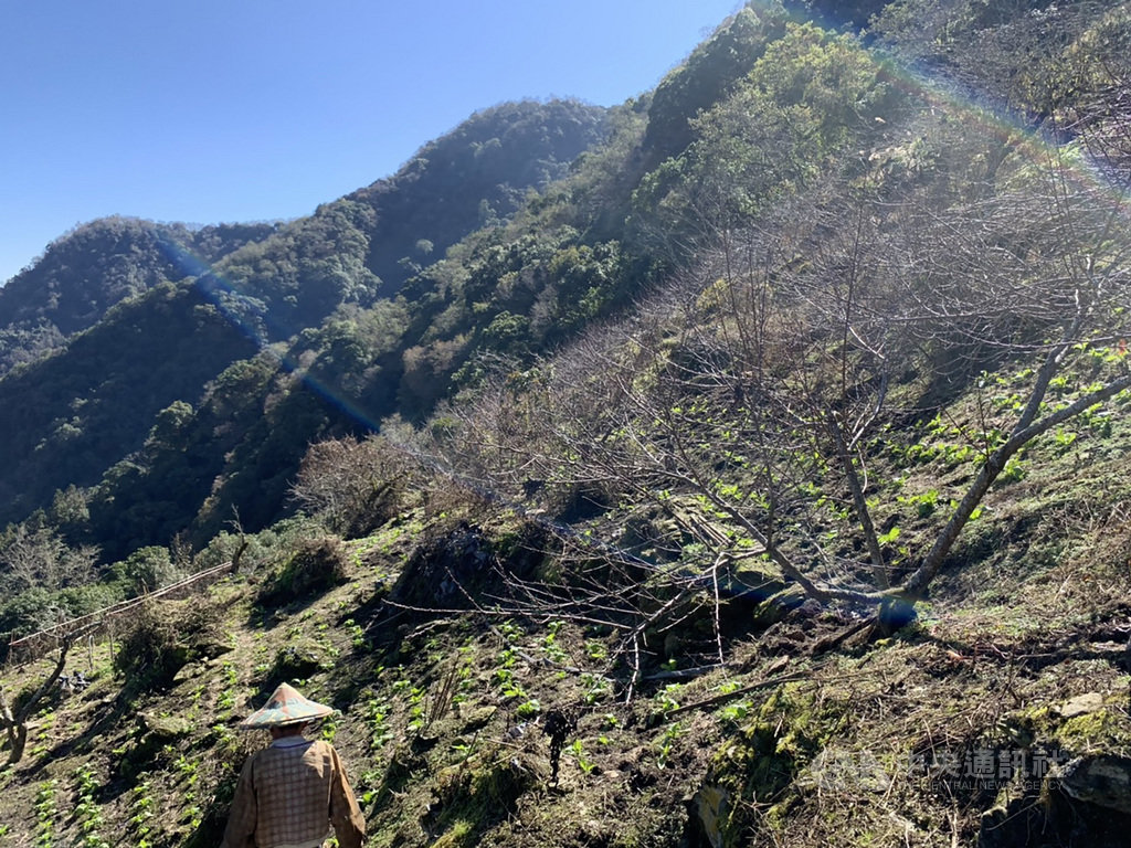 花蓮縣農業處23日指出,1月上旬寒流造成秀林鄉高山地區降雪,部分桃樹植株出現枝條受損、顏色改變等凍害情形,經縣府勘災小組確認符合救助標準,農委會公告救助額度後,即日起受理農友申請。(花蓮縣政府提供)中央社記者張祈傳真 110年1月23日