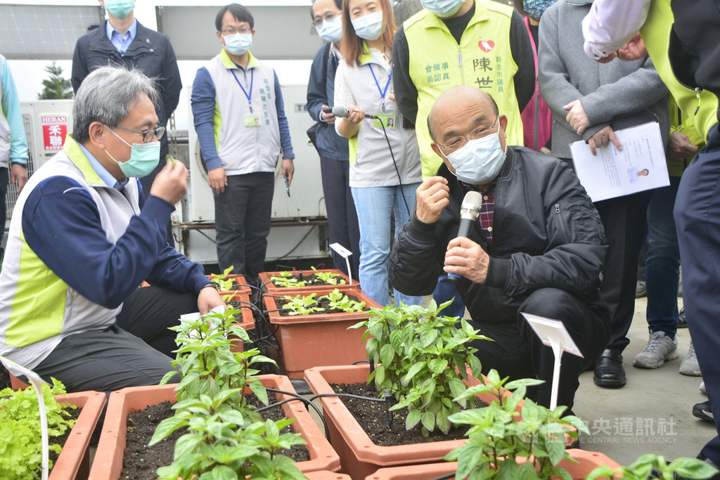 行政院長蘇貞昌(前右)23日視察桃園區農業改良場台北分場,親自採摘九層塔。中央社記者黃旭昇新北攝 110年1月23日