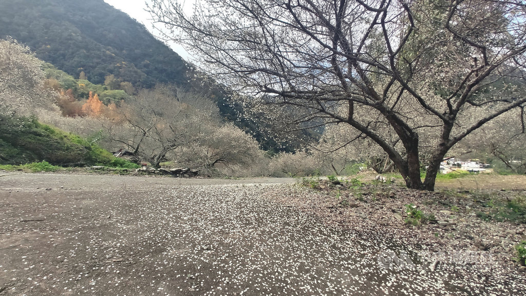 在連續幾波寒流和鋒面催促下,南橫公路梅花已陸續綻放,23日週末假日碰上天氣放晴,新武部落賞梅景點湧入人潮,當微風吹拂,白梅花瓣緩緩飄落大地,從遠處望去,彷彿美麗雪景。中央社記者盧太城台東攝 110年1月23日