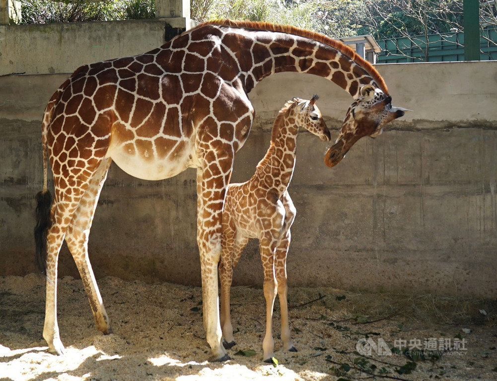 台北市立動物園25日公布,長頸鹿「小麥」2020年底產下的雌性寶寶將沿用媽媽「小麥」名字中的「麥」字,命名為「麥芽」,象徵新生命初始與茁壯。(台北市立動物園提供)中央社記者陳昱婷傳真 110年1月25日