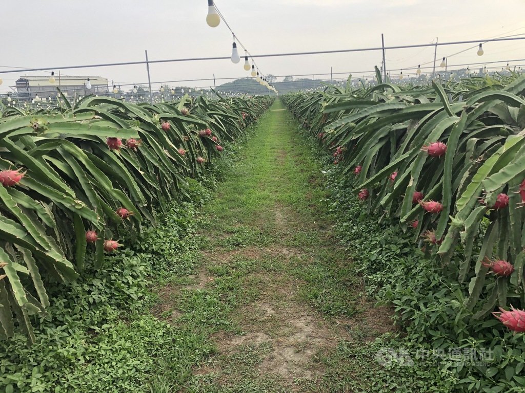 台灣與印尼日前簽署智慧農業科技合作備忘錄,將把台灣智慧農場的技術輸出印尼,第一階段在印尼生產台灣品牌的火龍果。(郭俊男提供)中央社記者郭芷瑄傳真 110年1月26日
