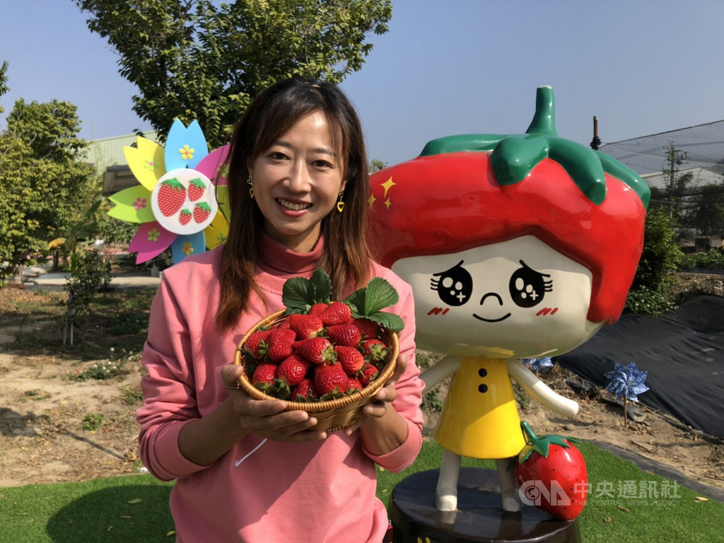 2019年榮獲全國「百大青農」的許彤蓉(圖)展示父親許明興耗時5年研發的新品種草莓「優雪」,不但耐雨水沖刷且不易爛,甜度高、香氣足。中央社記者趙麗妍攝 110年1月26日