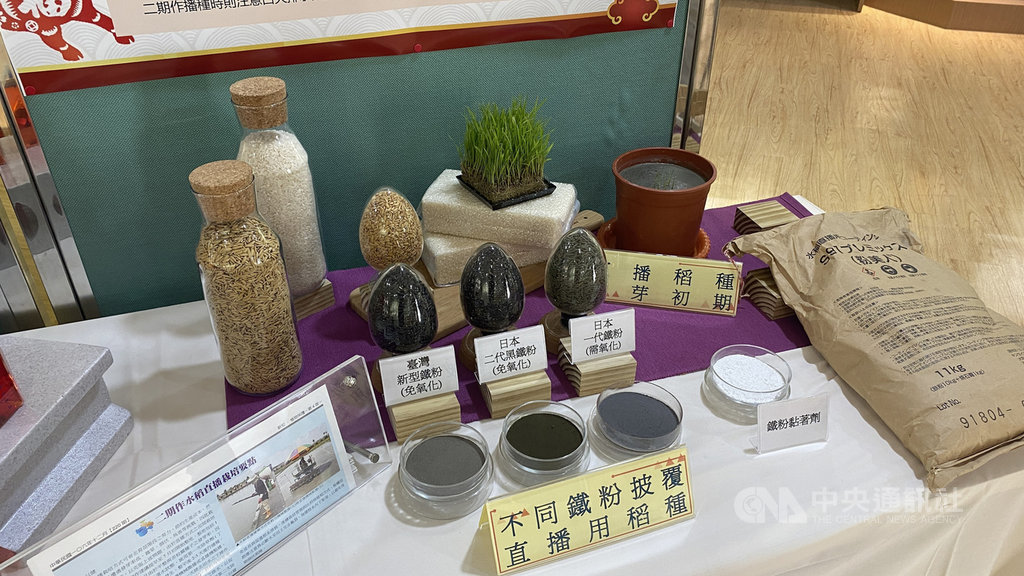 行政院農委會台中區農業改良場26日舉辦年終暨研發成果記者會,發表以鐵粉披衣稻種的濕式水稻直播技術,農改場指出,稻種披覆鐵粉直播可紓解秧苗不足問題,栽培期更具彈性,稻種顏色與土色相同,也可避免鳥類啄食。中央社記者吳哲豪彰化攝 110年1月26日